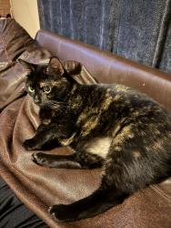 Lost Female Cat last seen Mount Lebanon road , Donalds, SC 29638