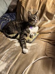 Lost Male Cat last seen Griegos and Compound North, Albuquerque, NM 87107