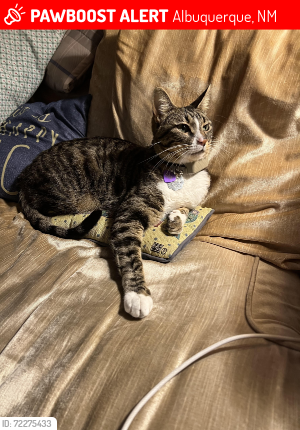 Lost Male Cat last seen Griegos and Compound North, Albuquerque, NM 87107