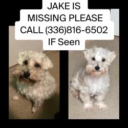 Lost Male Dog last seen Ellisboro rd , Rockingham County, NC 27357