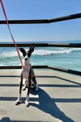 Lost Female Dog last seen End of E Loftwood Lane in Orange, near the hses, Orange, CA 92867