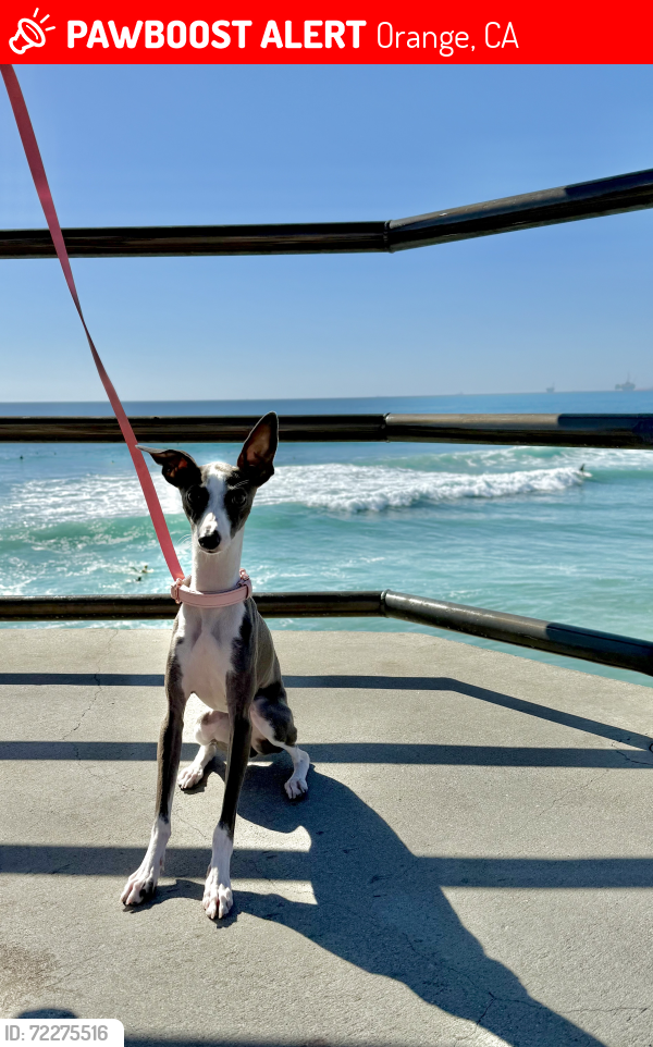 Lost Female Dog last seen End of E Loftwood Lane in Orange, near the hses, Orange, CA 92867