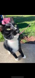 Lost Male Cat last seen STONE RIDGE PARK ?, Coon Rapids, MN 55433