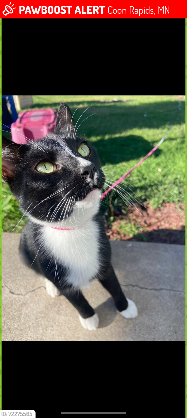 Lost Male Cat last seen STONE RIDGE PARK ?, Coon Rapids, MN 55433