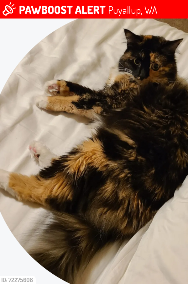 Lost Female Cat last seen Gem Heights Drive, Carson Elementary School, Puyallup, WA 98375