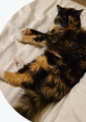 Lost Female Cat last seen Gem Heights Drive, Carson Elementary School, Puyallup, WA 98375