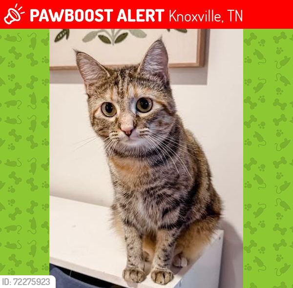 Lost Female Cat last seen McCloud Road, Knoxville, TN 37938