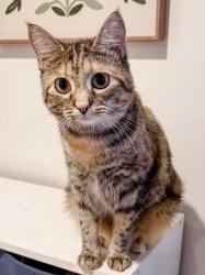 Lost Female Cat last seen McCloud Road, Knoxville, TN 37938