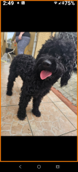 Lost Male Dog last seen Gibsonton Dr. & Vern St.  Between Hwy 301 and Hwy 41 in Gibsonton/Riverview Fl areaFl , Gibsonton, FL 33534