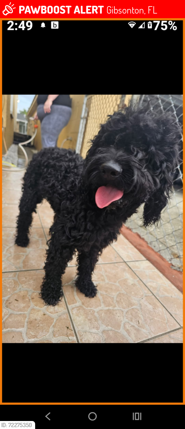Lost Male Dog last seen Gibsonton Dr. & Vern St.  Between Hwy 301 and Hwy 41 in Gibsonton/Riverview Fl areaFl , Gibsonton, FL 33534