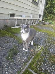 Lost Female Cat last seen Hamlin park, shoreline, Shoreline, WA 98155