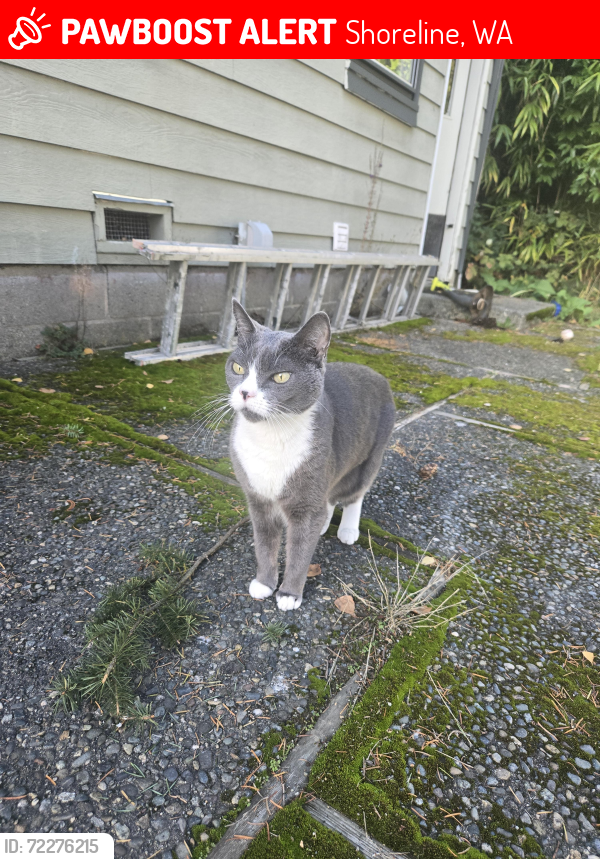 Lost Female Cat last seen Hamlin park, shoreline, Shoreline, WA 98155