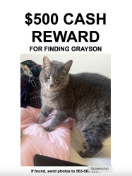 Lost Male Cat last seen KIRKWOOD CT SW, Cedar Rapids, IA 52404