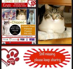 Lost Male Cat last seen Fishwick , Lancashire, England PR1