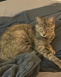 Lost Female Cat last seen Cheek Road Durham NC 27704, Durham, NC 27703