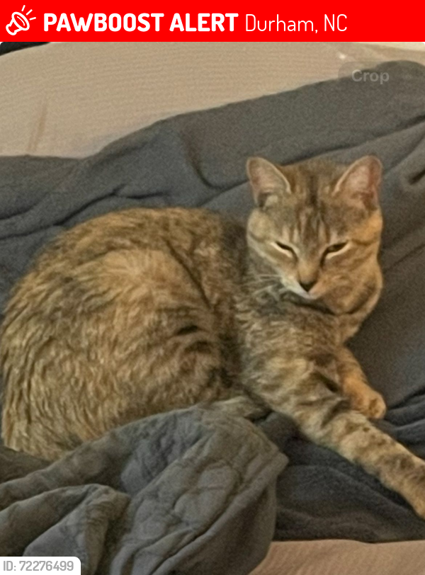 Lost Female Cat last seen Cheek Road Durham NC 27704, Durham, NC 27703