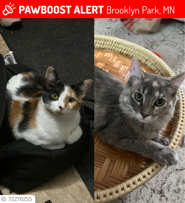 Lost Female Cat last seen Brooklyn Park Library , Brooklyn Park, MN 55445