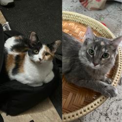 Lost Female Cat last seen Brooklyn Park Library , Brooklyn Park, MN 55445