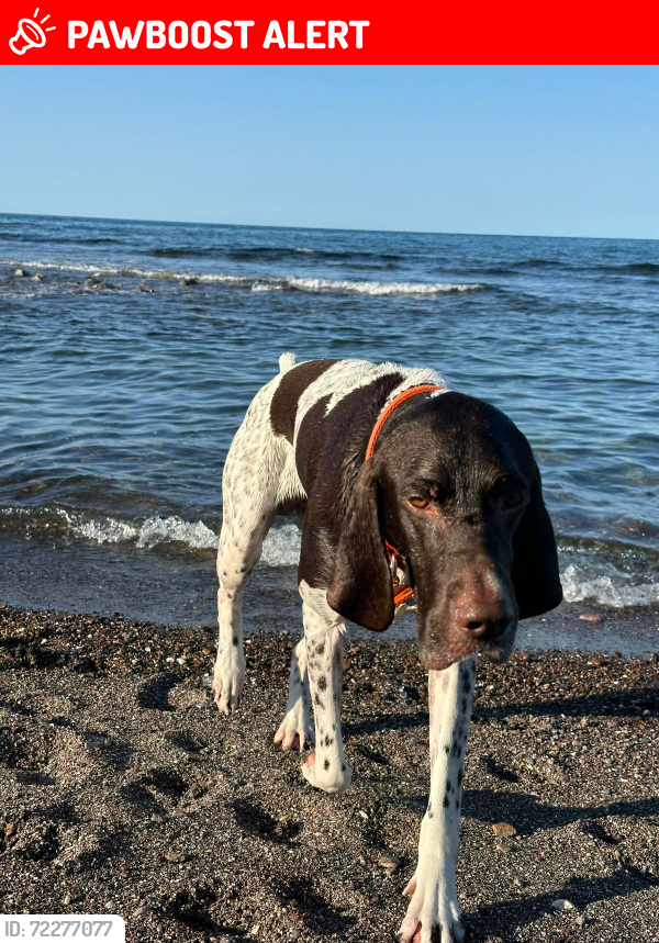 Lost Male Dog last seen carretera emiliano zapata km 10 , Ignacio Zaragoza, Tamps. 87220