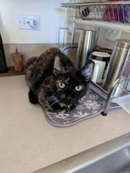 Lost Female Cat last seen Arlington Lane & Valley Forge, South Elgin, IL 60177