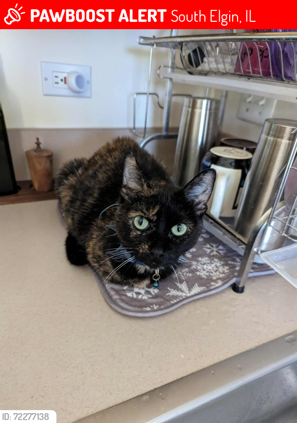 Lost Female Cat last seen Arlington Lane & Valley Forge, South Elgin, IL 60177