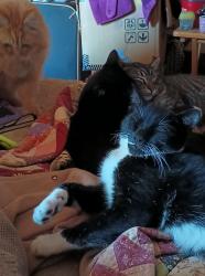 Lost Male Cat last seen Talking Field 3, Fir Island Rd, Mount Vernon, WA 98273