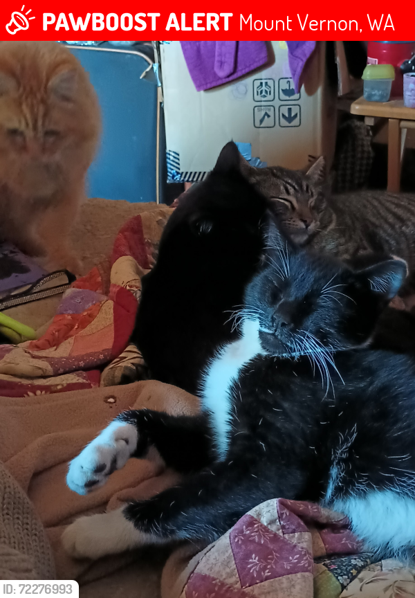 Lost Male Cat last seen Talking Field 3, Fir Island Rd, Mount Vernon, WA 98273