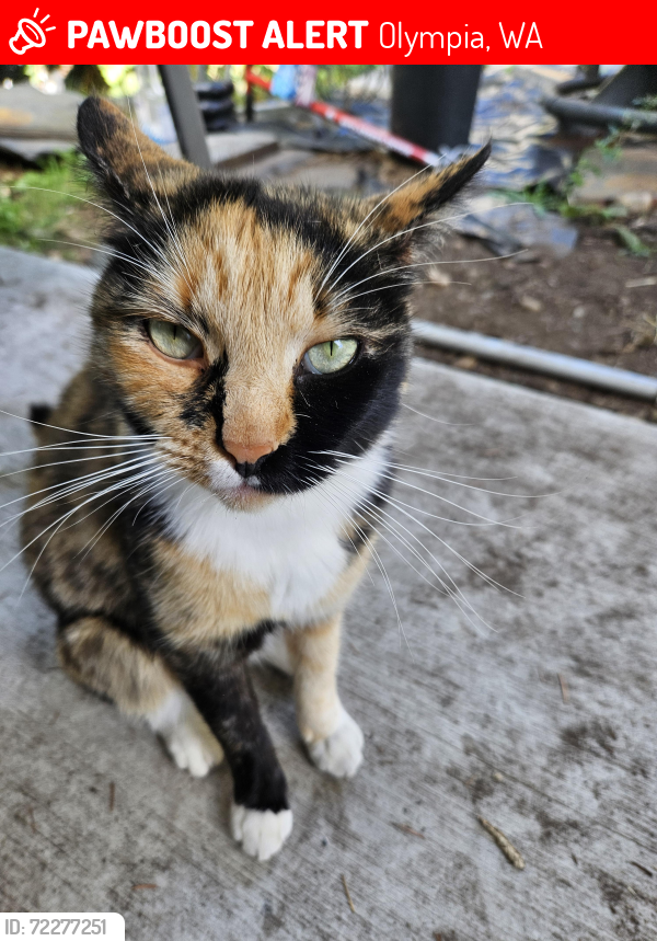 Lost Female Cat last seen Carpenter, Mullen, Olympia, WA 98513