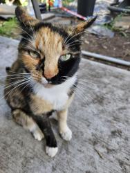 Lost Female Cat last seen Carpenter, Mullen, Olympia, WA 98513