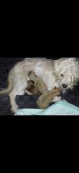 Lost Female Dog last seen Easltand center west covina ca, West Covina, CA 91791