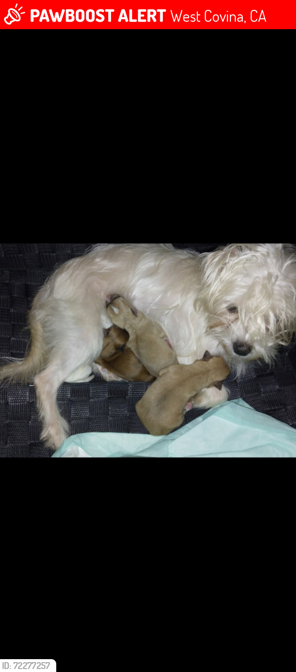 Lost Female Dog last seen Easltand center west covina ca, West Covina, CA 91791