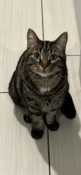 Lost Female Cat last seen Grovenor area. 143st and stony plane road , Edmonton, AB T5N 2R9