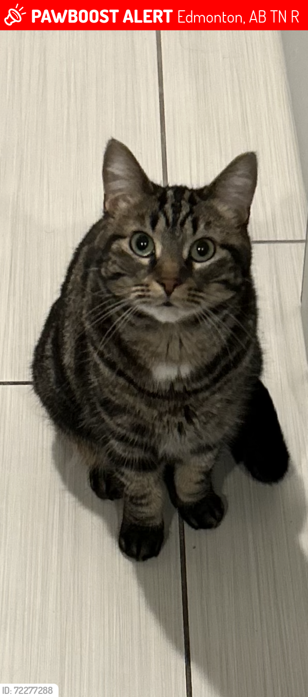 Lost Female Cat last seen Grovenor area. 143st and stony plane road, Edmonton, AB T5N 2R9
