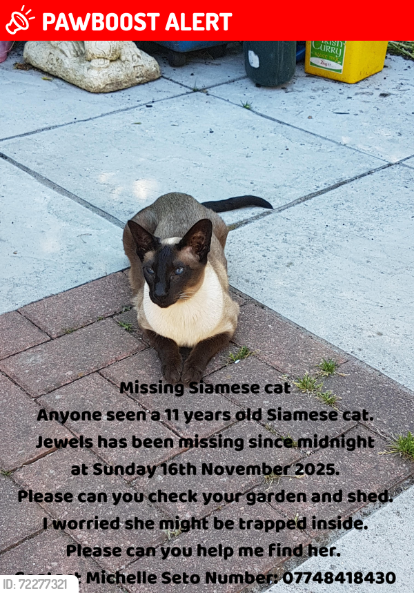 Lost Female Cat last seen 1A Downing Street, Newport Gwent, NP19 0JL, Newport, Wales NP19 0JL