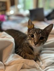 Lost Male Cat last seen Rocky Ridge Dr and Valley Crest Way, Sudden Valley, WA 98229