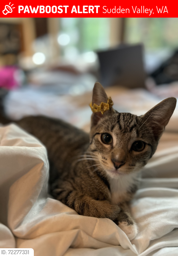 Lost Male Cat last seen Rocky Ridge Dr and Valley Crest Way, Sudden Valley, WA 98229