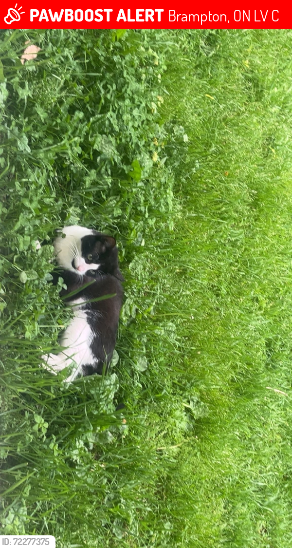 Lost Male Cat last seen rutherford road north, Brampton, ON L6V 1C2