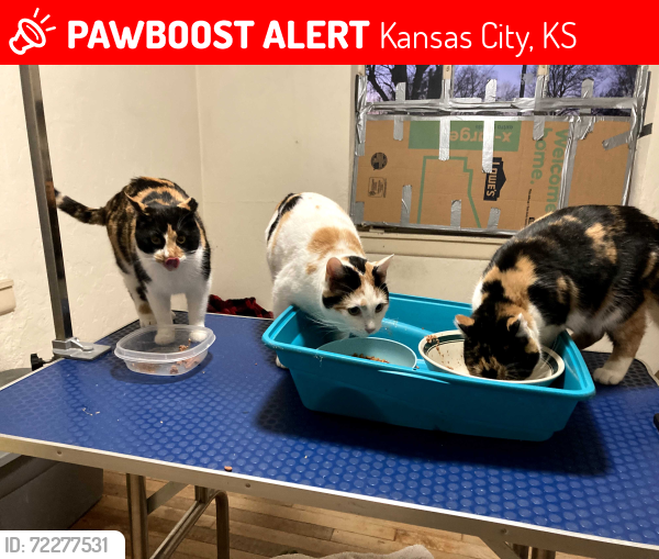 Lost Female Cat last seen 72nd & Leavenworth Rd, Kansas City, KS 66109