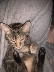 Lost Female Cat last seen Gravel Pit Dr. , Salamanca, NY 14779
