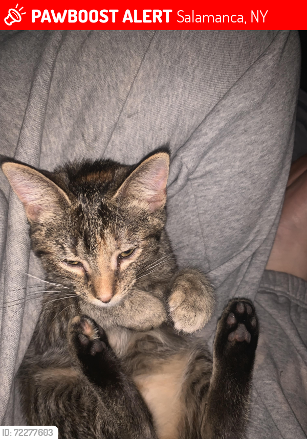 Lost Female Cat last seen Gravel Pit Dr. , Salamanca, NY 14779