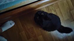 Lost Female Cat last seen Johnson Mill Rd , Durham, NC 27712