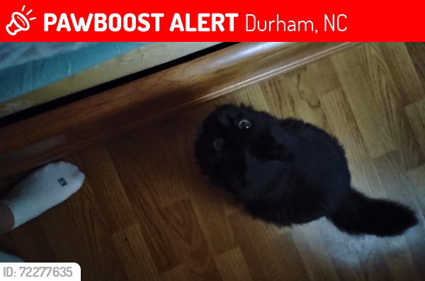 Lost Female Cat last seen Johnson Mill Rd , Durham, NC 27712