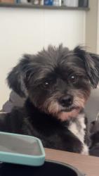 Reunited Female Dog last seen McKinley street and vista street, Corona, CA 92879