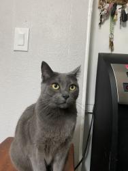 Lost Female Cat last seen Vista Medows mobile  park, San Marcos, CA 92069
