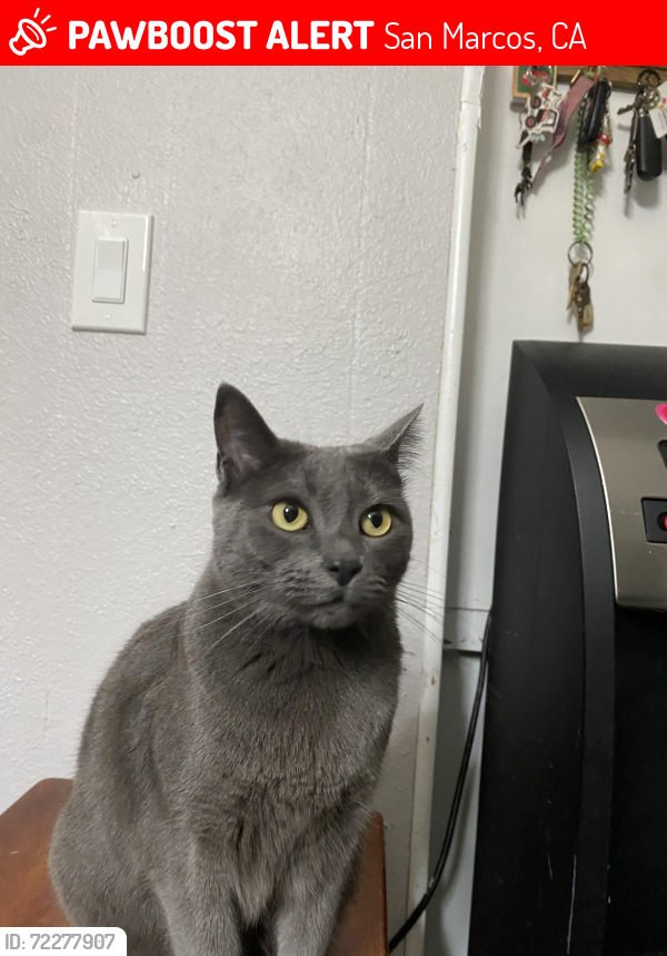 Lost Female Cat last seen Vista Medows mobile  park, San Marcos, CA 92069