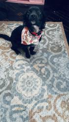 Reunited Male Dog last seen Oxford Drive, Town 'n' Country, FL 33615