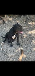 Lost Male Dog last seen QT ON s zarzamora st, San Antonio, TX 78224