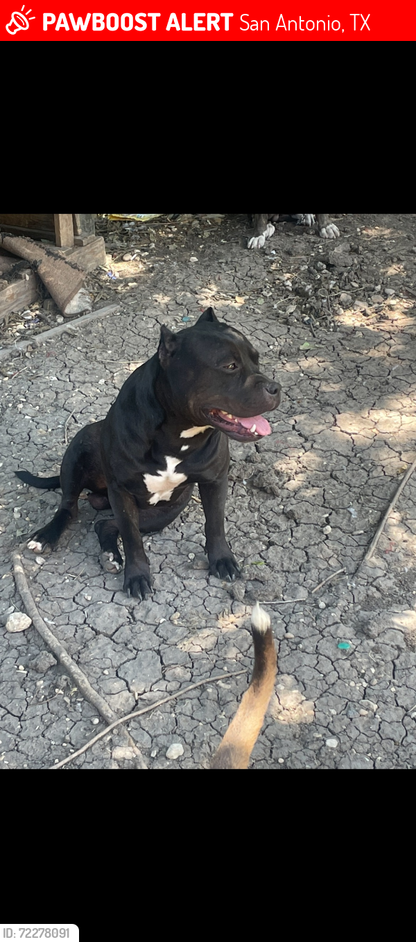 Lost Male Dog last seen QT ON s zarzamora st, San Antonio, TX 78224