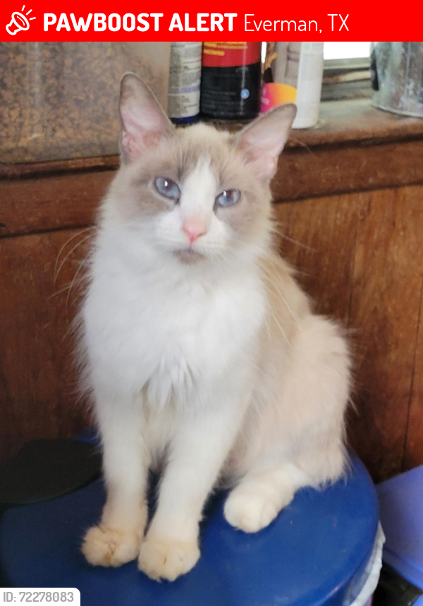 Lost Female Cat last seen Coury Rd @ michael rd , Everman, TX 76140