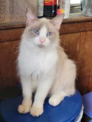 Lost Female Cat last seen Coury Rd @ michael rd , Everman, TX 76140